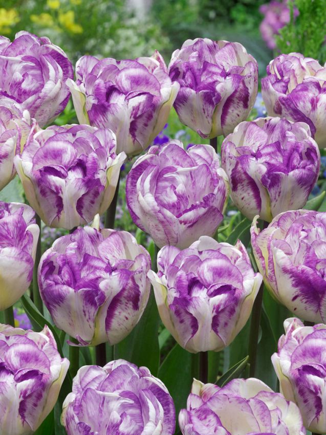 Tulpen Double shirley