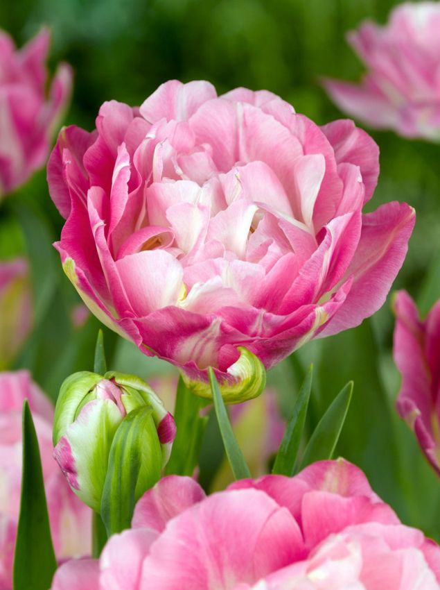 Tulpe 'Double Sugar' - 10 Stück