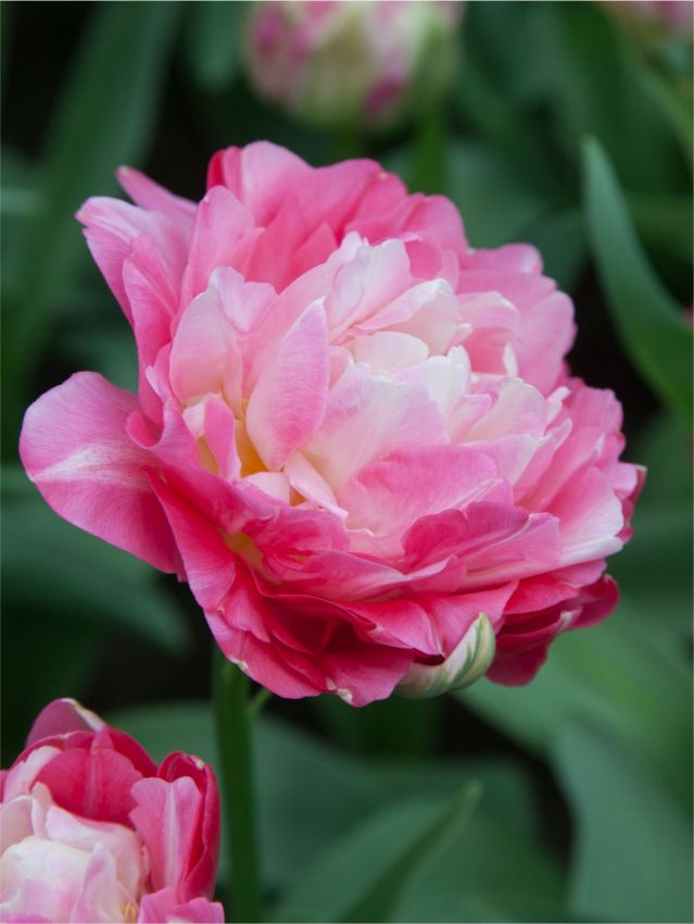 Tulpen Double sugar