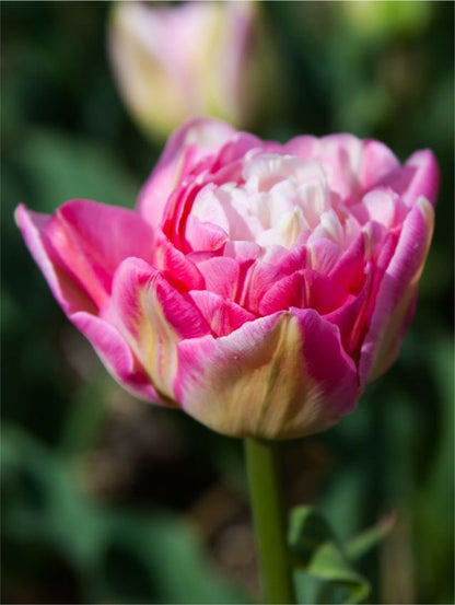 Tulpe 'Double Sugar' - 10 Stück