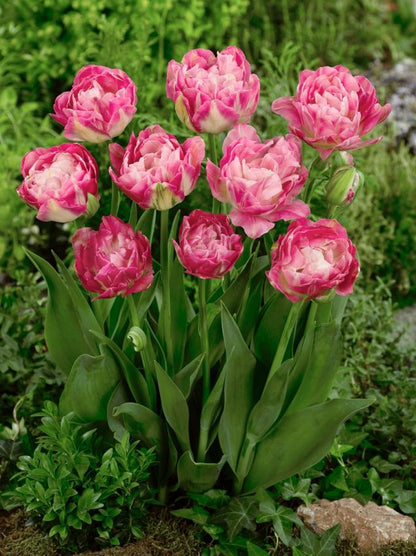 Tulpe 'Double Sugar' - 10 Stück
