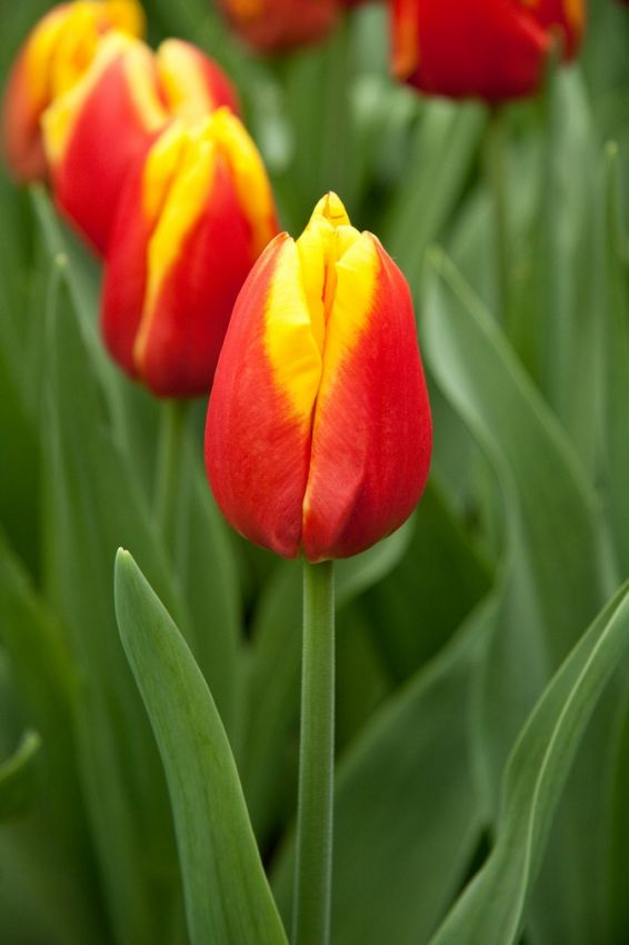 Tulpen Dow jones