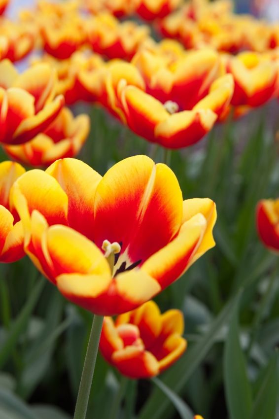 Tulpe 'Dow Jones' - 25 Stück