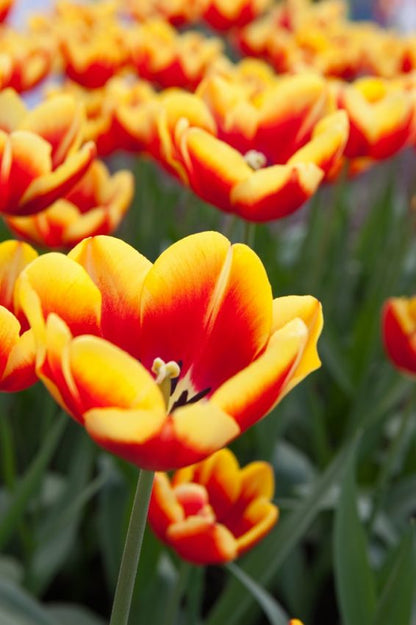Tulpe 'Dow Jones' - 25 Stück