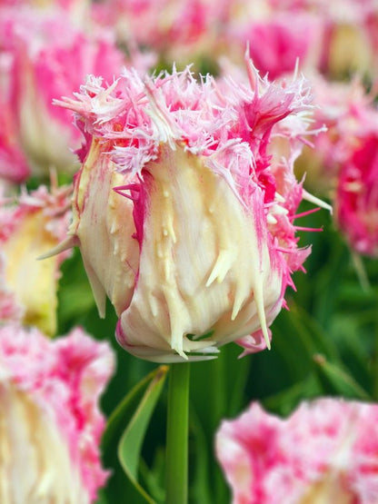 Tulpen Drakensteyn