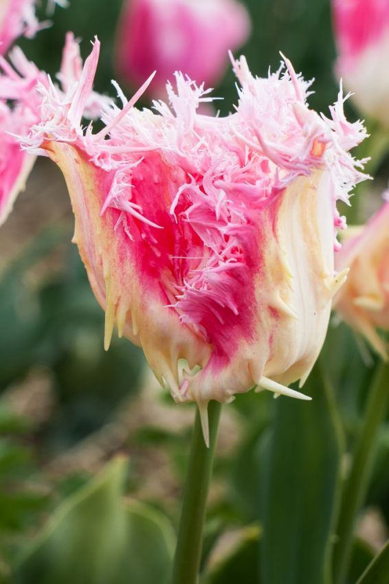 Tulpe 'Drakensteyn' - 15 Stück