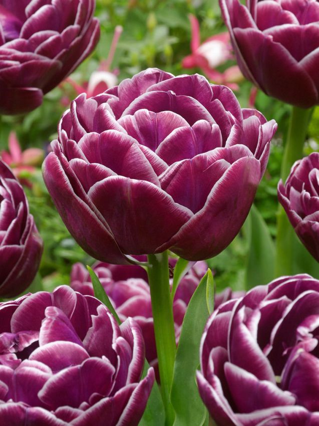 Tulpen Dream touch