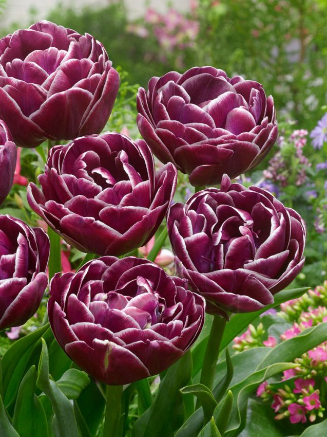 Tulpe 'Dream Touch' - 8 Stück