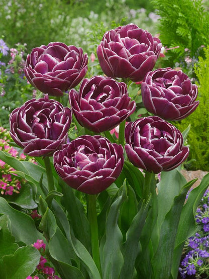Tulpe 'Dream Touch' - 8 Stück