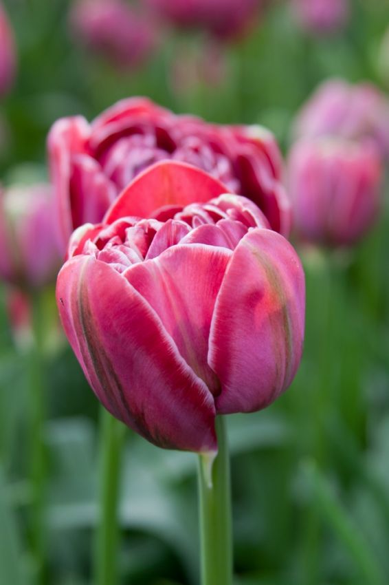 Tulpe 'Dream Touch' - 8 Stück