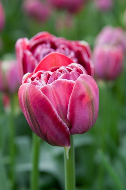 Tulpe 'Dream Touch' - 8 Stück