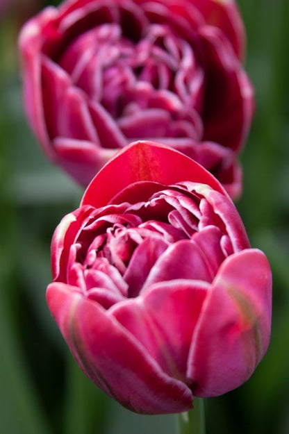 Tulpe 'Dream Touch' - 8 Stück