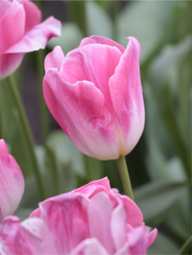 Tulpen Dynasty