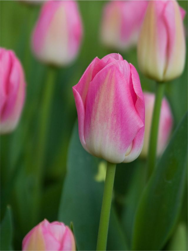 Tulpe 'Dynasty' - 25 Stück