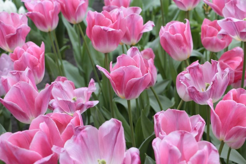 Tulpe 'Dynasty' - 25 Stück