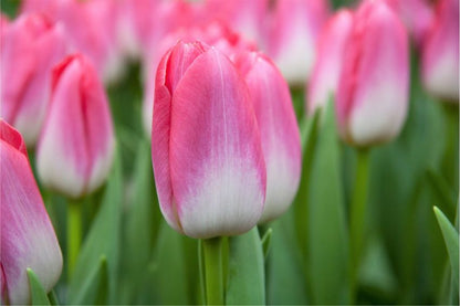 Tulpe 'Dynasty' - 25 Stück