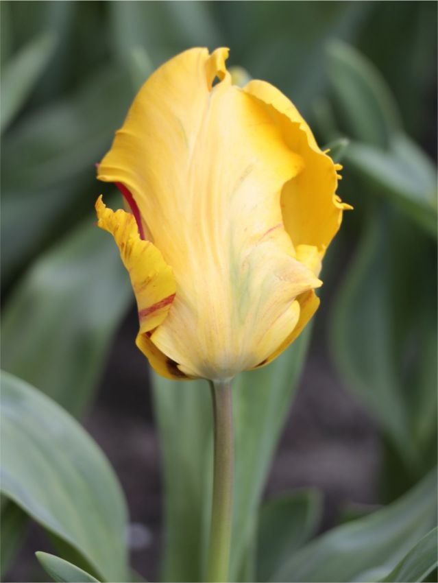 Tulpe 'Eagle Wings' - 25 Stück