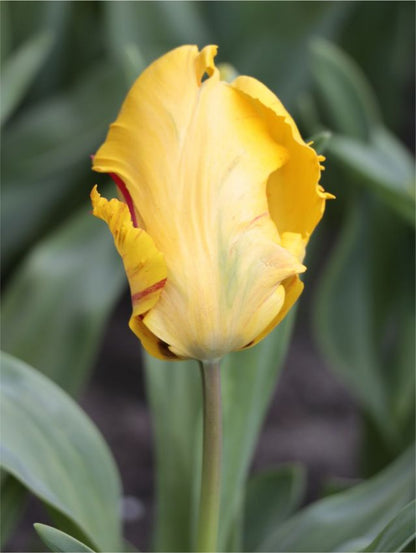 Tulpe 'Eagle Wings' - 25 Stück