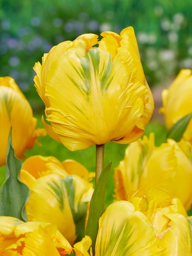 Tulpen Eagle wings