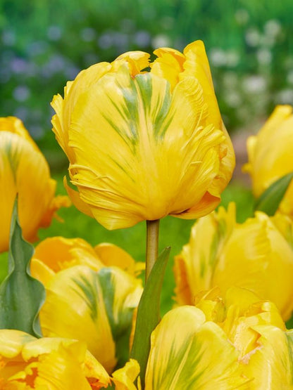 Tulpen Eagle wings