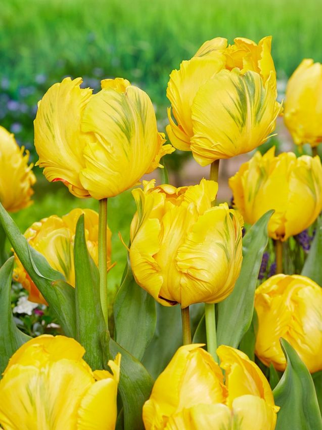 Tulpe 'Eagle Wings' - 25 Stück