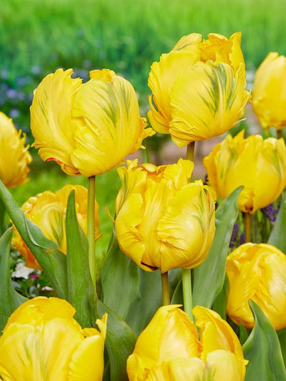 Tulpe 'Eagle Wings' - 25 Stück