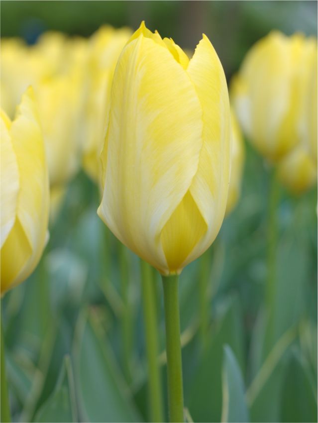 Tulpen Easter moon
