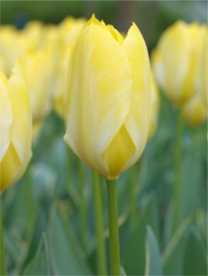 Tulpen Easter moon