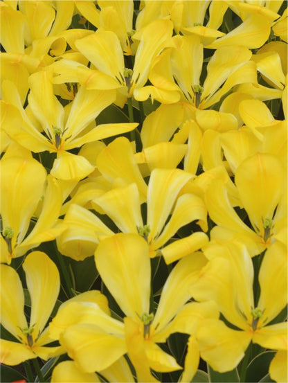Tulipa 'Easter Moon' - Tulpe