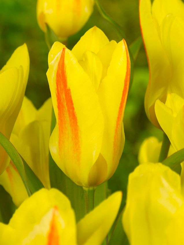 Tulpen Easter parade