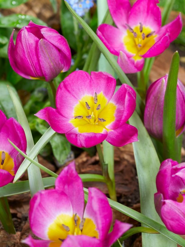 Tulpen Eastern star pulchella