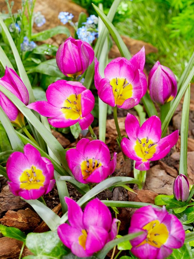 Tulpe 'Eastern Star Pulchella' - 75 Stück