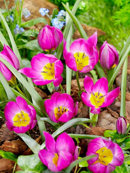 Tulpe 'Eastern Star Pulchella' - 75 Stück