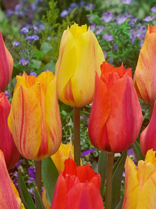 Tulpen El nino