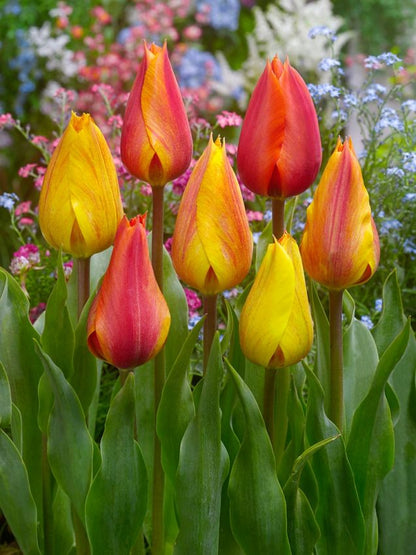 Tulpe 'El Nino' - 15 Stück