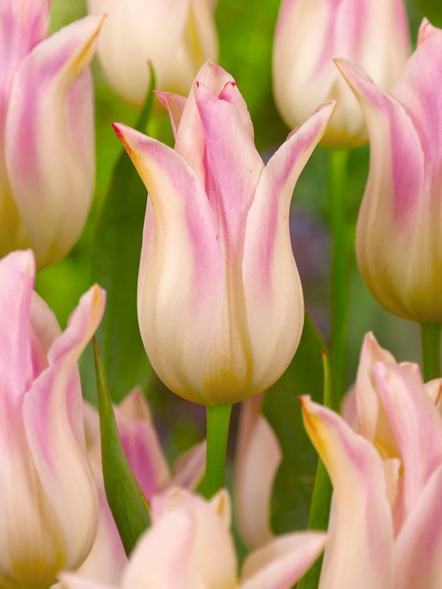 Tulpen Elegant lady