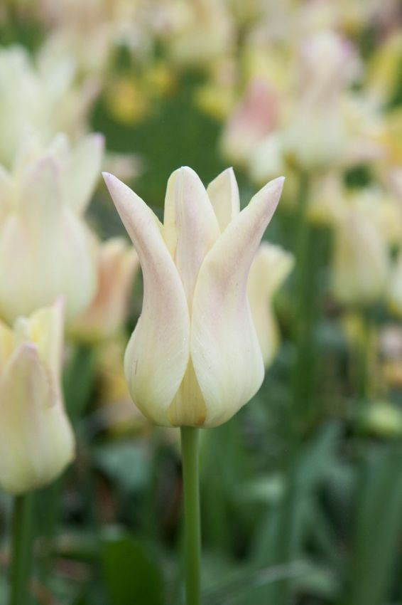 Tulpe 'Elegant Lady' - 20 Stück
