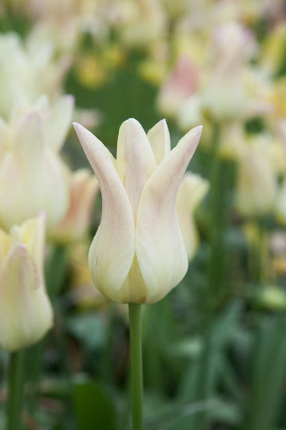 Tulpe 'Elegant Lady' - 20 Stück