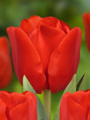 Tulpen Escape