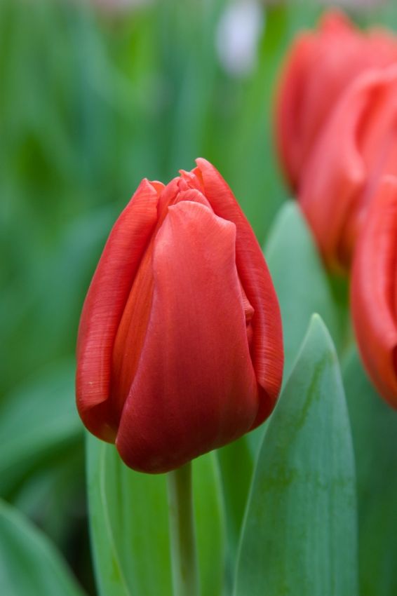 Tulipa 'Escape' - Tulpe