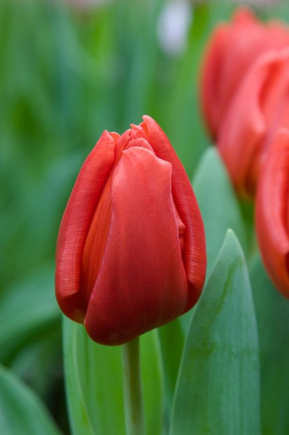 Tulipa 'Escape' - Tulpe
