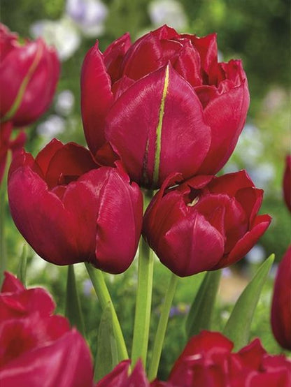 Tulpen Estatic