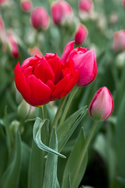Tulpe 'Estatic' - 25 Stück