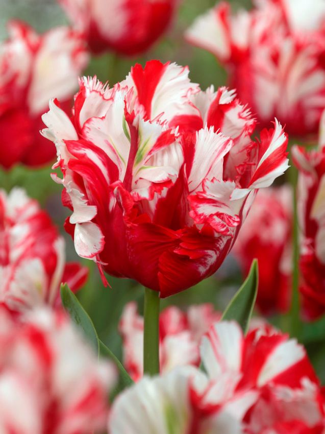 Tulpen Estella rijnveld