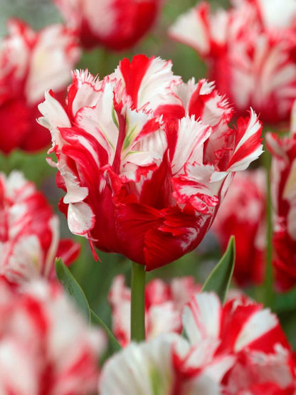 Tulpen Estella rijnveld