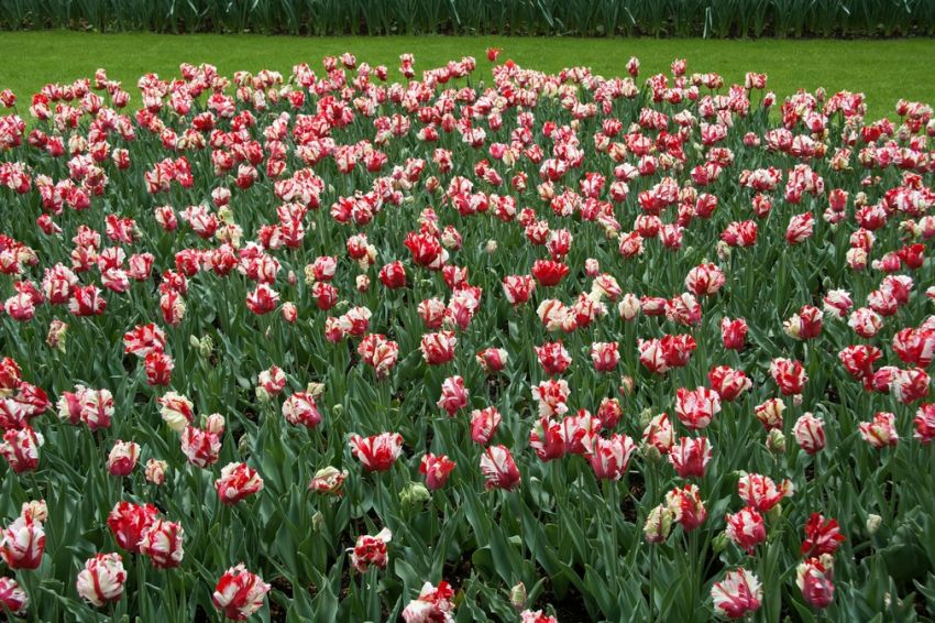 Tulpe 'Estella Rijnveld' - 20 Stück
