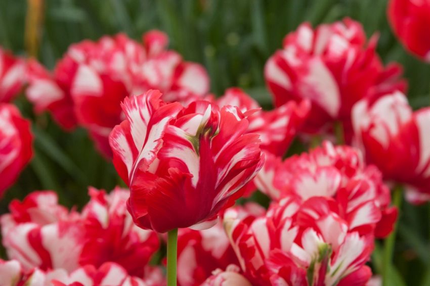 Tulpe 'Estella Rijnveld' - 20 Stück