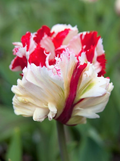 Tulpe 'Estella Rijnveld' - 20 Stück