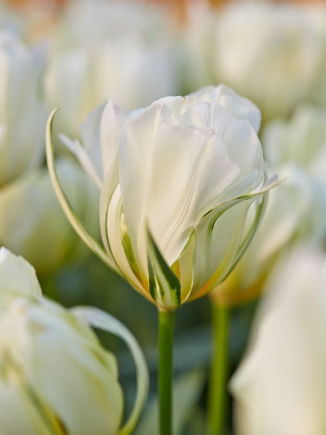 Tulpen Exotic emperor