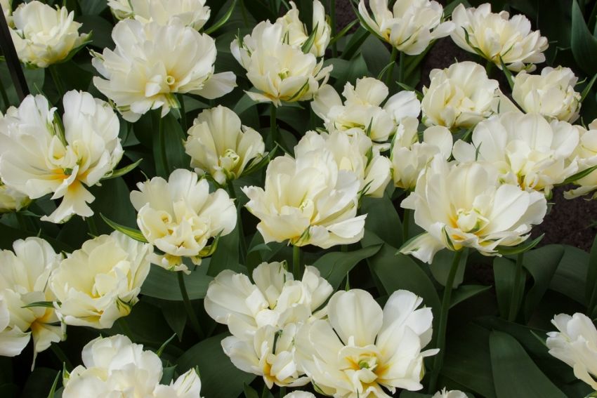 Tulpe 'Exotic Emperor' - 15 Stück